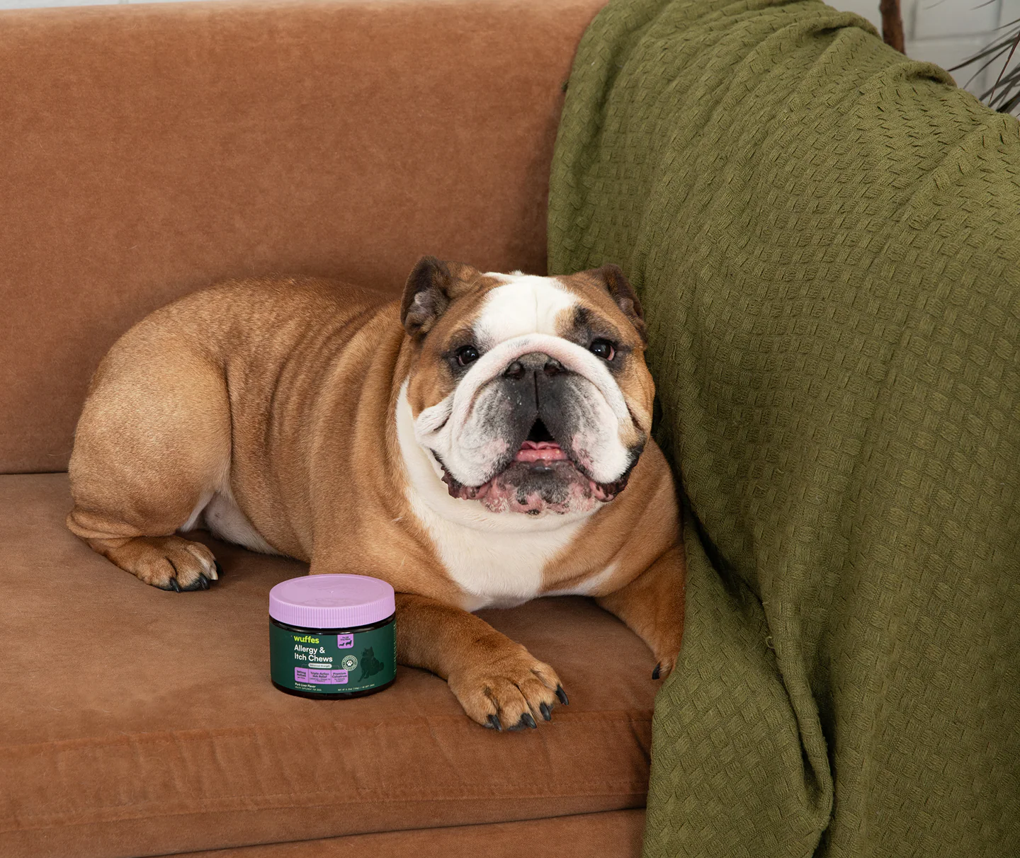 Science-Backed Care for Happier Dogs